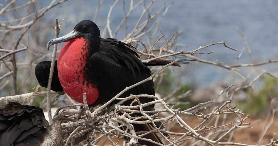 Galapagos - Central, North, South and East Islands aboard the Archipel I - Explore - Ecuador - Image 13