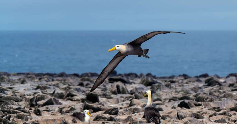 Galapagos - Central, North, South and East Islands aboard the Archipel I - Explore - Ecuador - Image 9