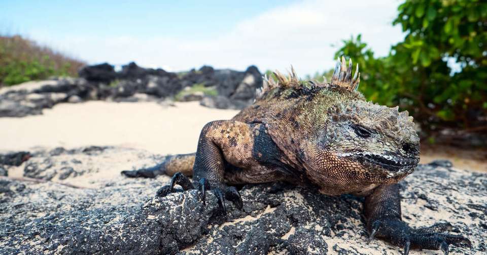Galapagos - Central, North, South and East Islands aboard the Archipel I - Explore - Ecuador - Image 5