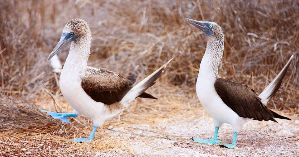 Galapagos - Central, North, South and East Islands aboard the Archipel I - Explore - Ecuador - Image 3