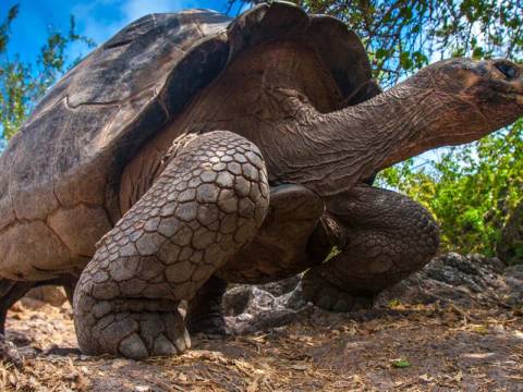 Galapagos - Central, North, South And East Islands Aboard The Archipel I