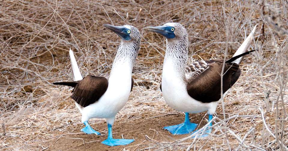 Galapagos - Central, South & East Islands aboard the Archipel I - Explore - Ecuador - Image 23