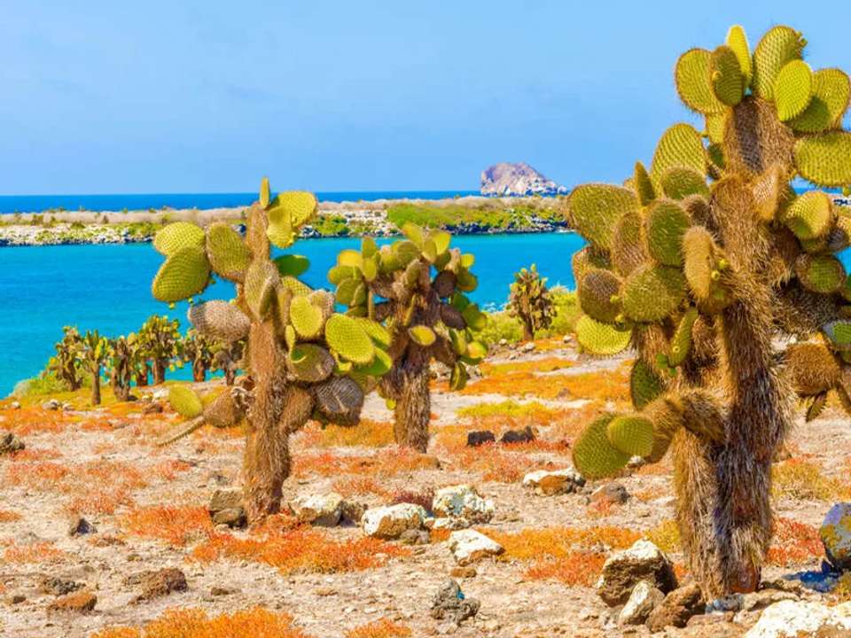 Galapagos - Central, South & East Islands aboard the Archipel I - undefined - Image 24
