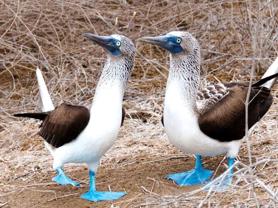 Galapagos - Central, South & East Islands aboard the Archipel I - undefined - Image 23