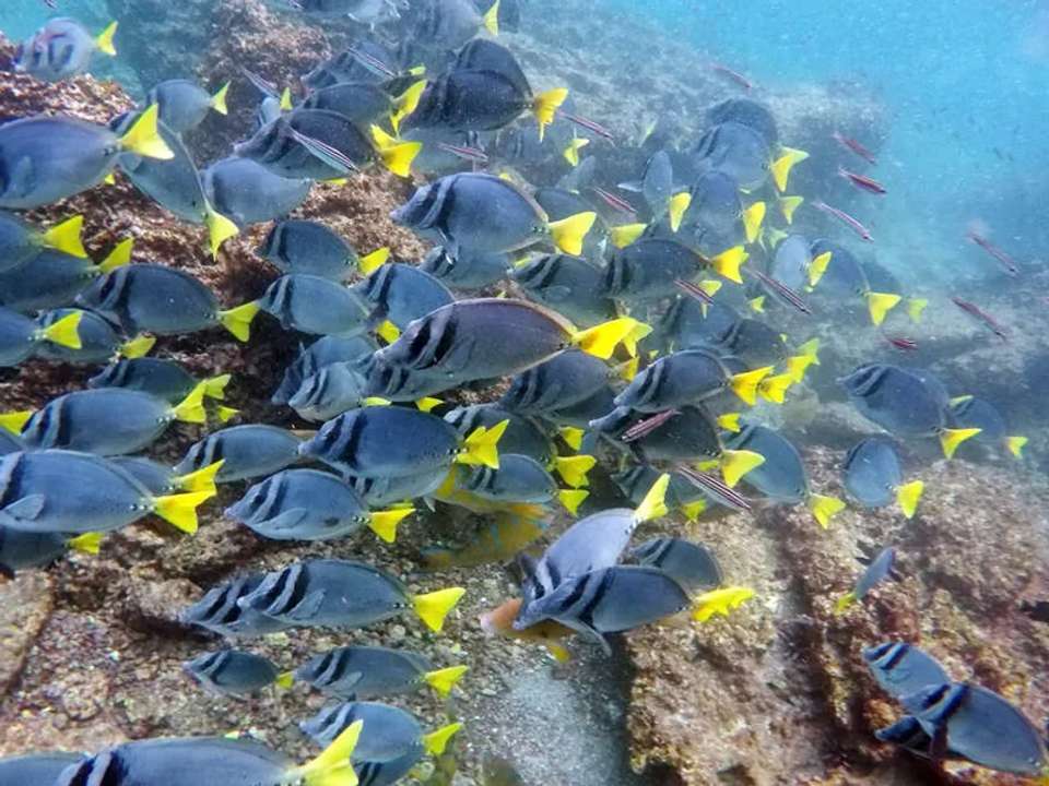 Galapagos - Central, South & East Islands aboard the Archipel I - undefined - Image 18