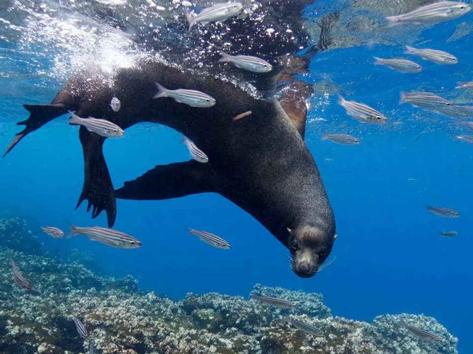 Galapagos - Central, South & East Islands aboard the Archipel I - undefined - Image 17