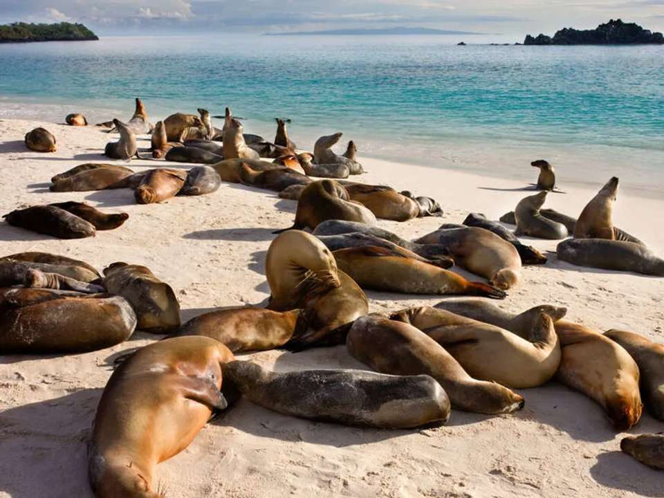 Galapagos - Central, South & East Islands aboard the Archipel I - undefined - Image 15
