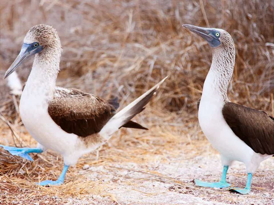 Galapagos - Central, South & East Islands aboard the Archipel I - undefined - Image 14