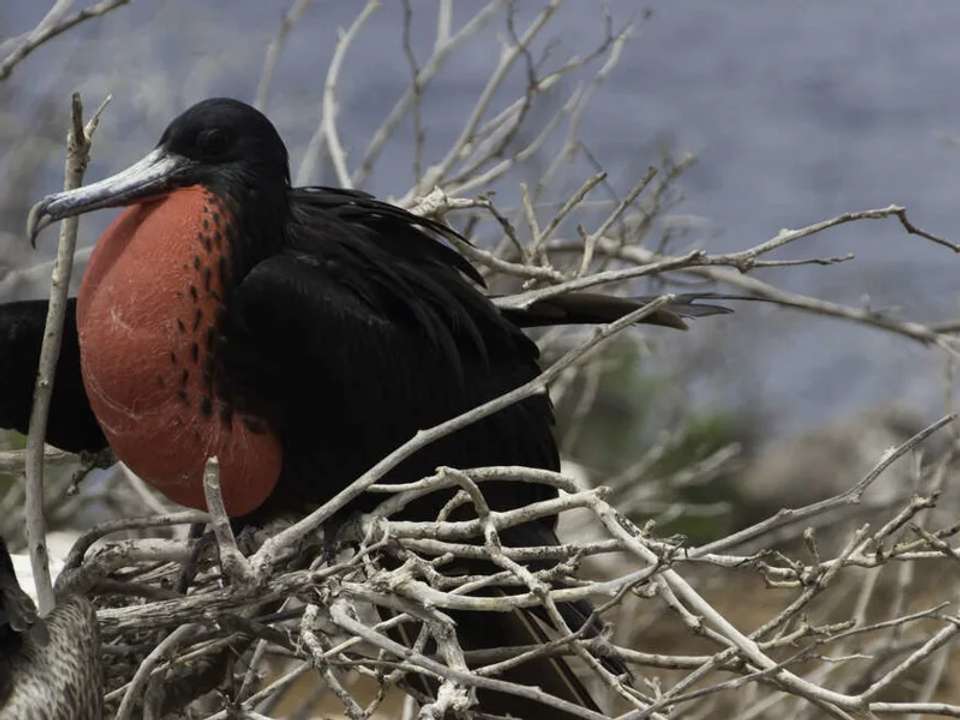 Galapagos - Central, South & East Islands aboard the Archipel I - undefined - Image 12