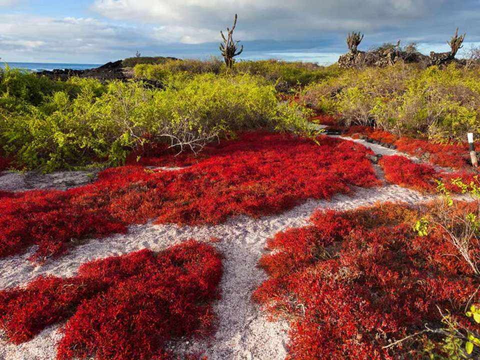 Galapagos - Central, South & East Islands aboard the Archipel I - undefined - Image 11