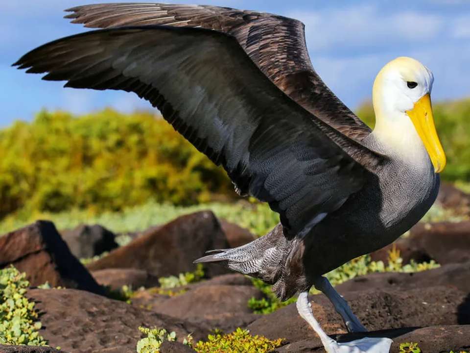 Galapagos - Central, South & East Islands aboard the Archipel I - undefined - Image 9
