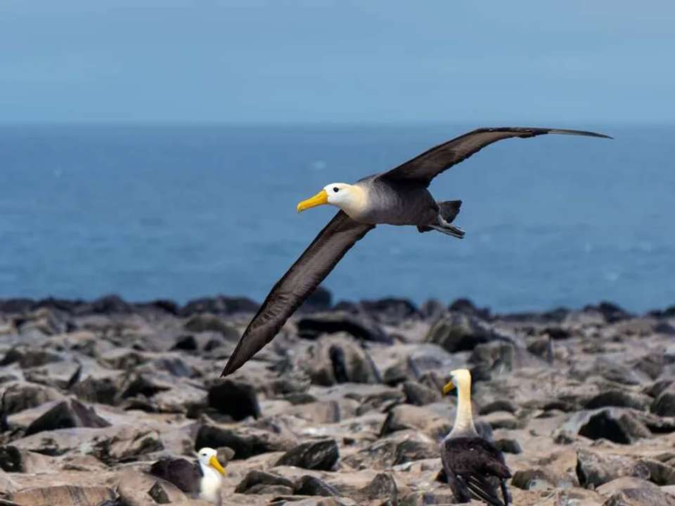 Galapagos - Central, South & East Islands aboard the Archipel I - undefined - Image 7
