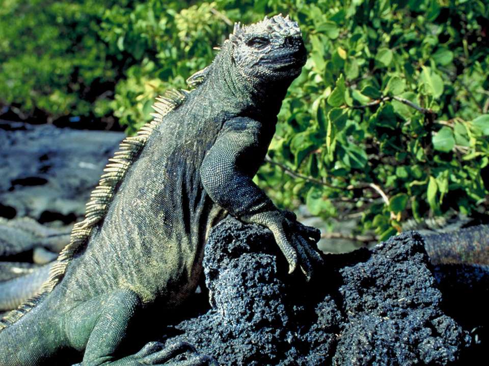 Galápagos — Central, South & East Islands aboard the Yolita - G Adventures - Ecuador - Image 17
