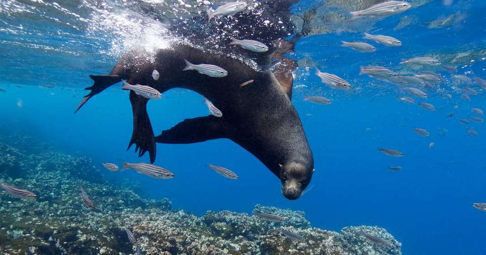 Galapagos - Central, West & East Islands aboard the Archipel I - Explore - Ecuador - Image 11