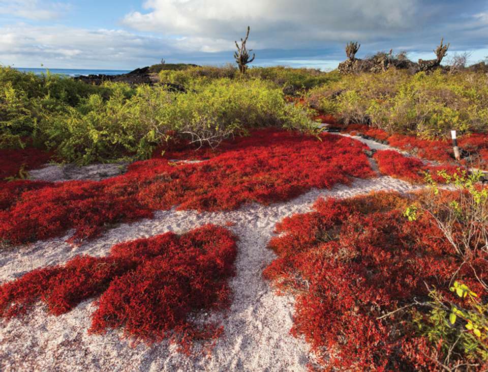 Galapagos Cruise & Peru’s Land of the Incas (Grand Daphne) - Intrepid Travel - Ecuador - Image 7