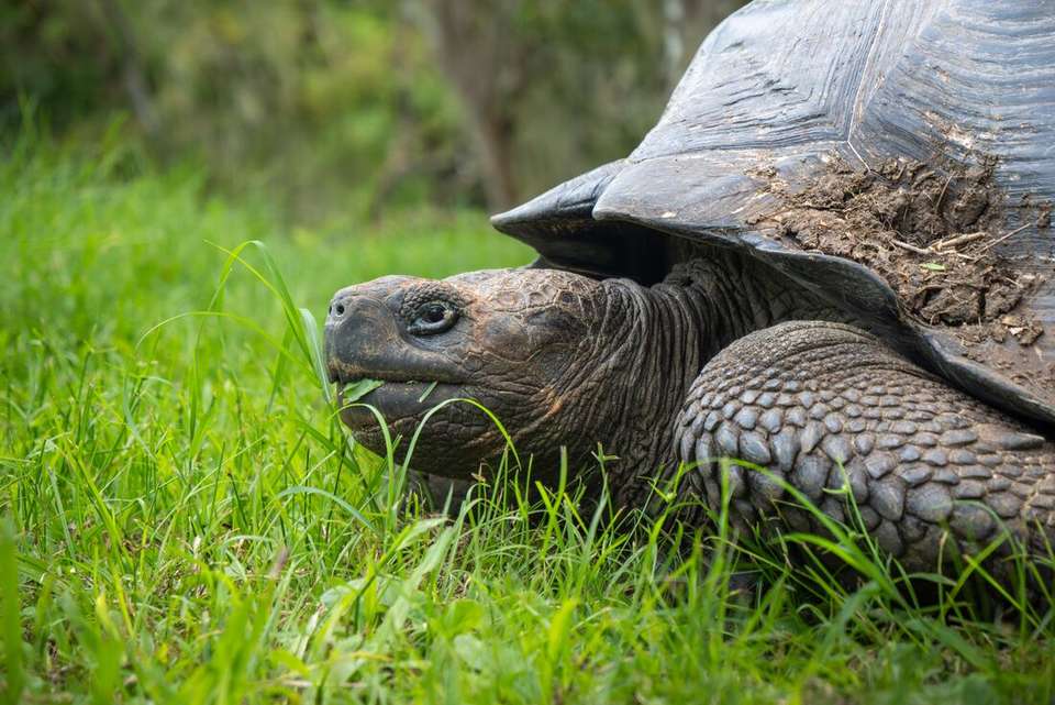 Galapagos Cruise & Peru’s Land of the Incas (Grand Daphne) - Intrepid Travel - Ecuador - Image 4