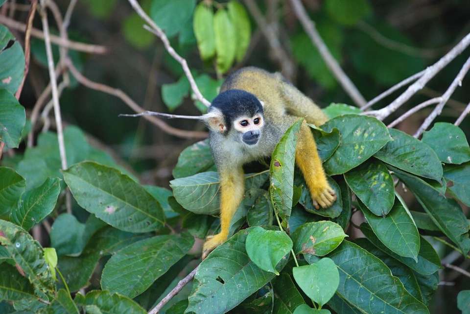 Galapagos Cruise & Peru’s Land of the Incas (Grand Daphne) - Intrepid Travel - Ecuador - Image 3