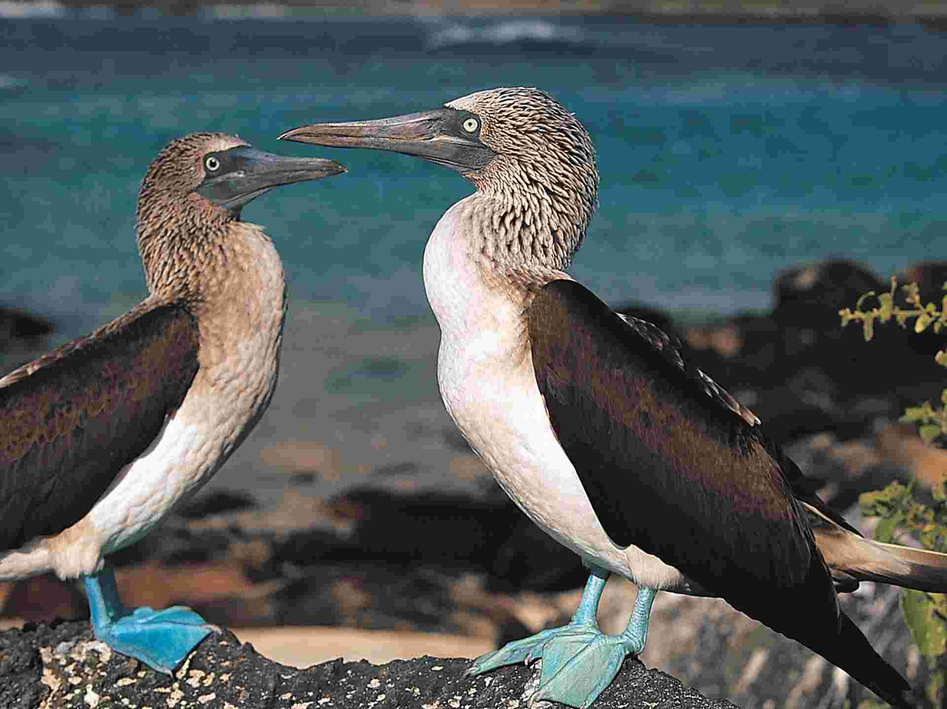 Galapagos Discovered - 6 days