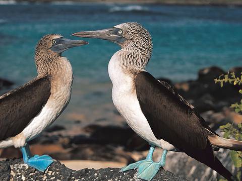 Galapagos Discovered - 6 Days - July 2026