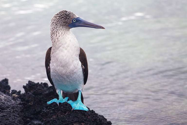 Quito Cultural, religious and historic sites Tour: Galapagos Discovery