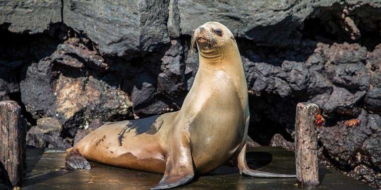 Quito Sailing, yachting and motor boating Tour: Galápagos — East, Central, & West Islands aboard the Eden