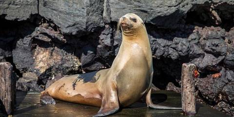 Galápagos — East, Central, & West Islands Aboard The Eden - January 2027