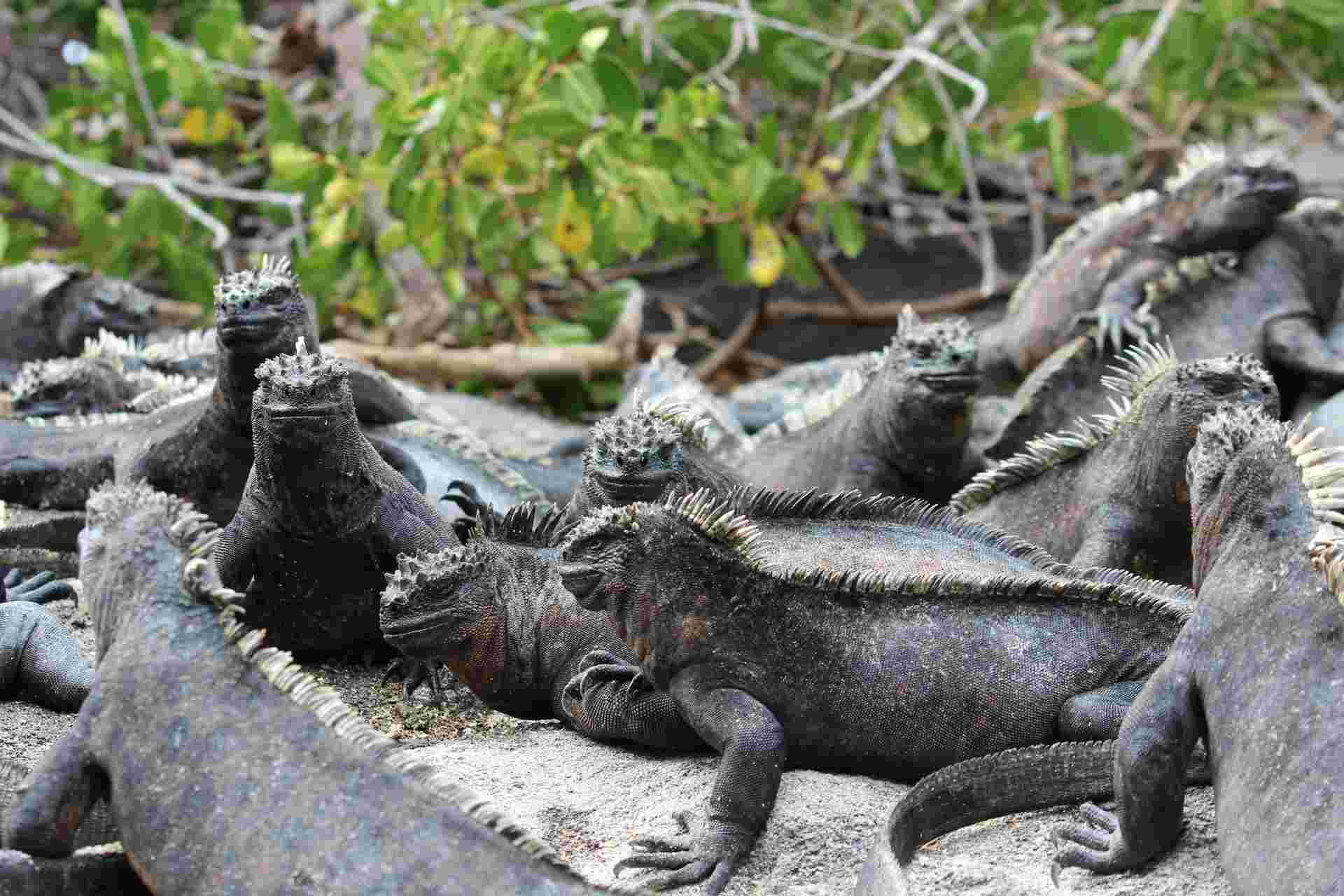 Galapagos Encounter - Archipel I (Itinerary A)