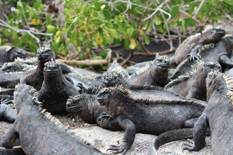 Ecuador Family Tour Packages: Galapagos Encounter - Archipel I (Itinerary A)
