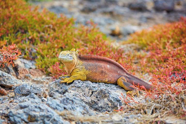 Galapagos Encounter: Central Islands (Grand Queen Beatriz) trip - alternative tour available