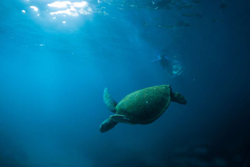 Galapagos Encounter: Southern Islands (Grand Queen Beatriz) - Intrepid Travel - Ecuador - Image 3