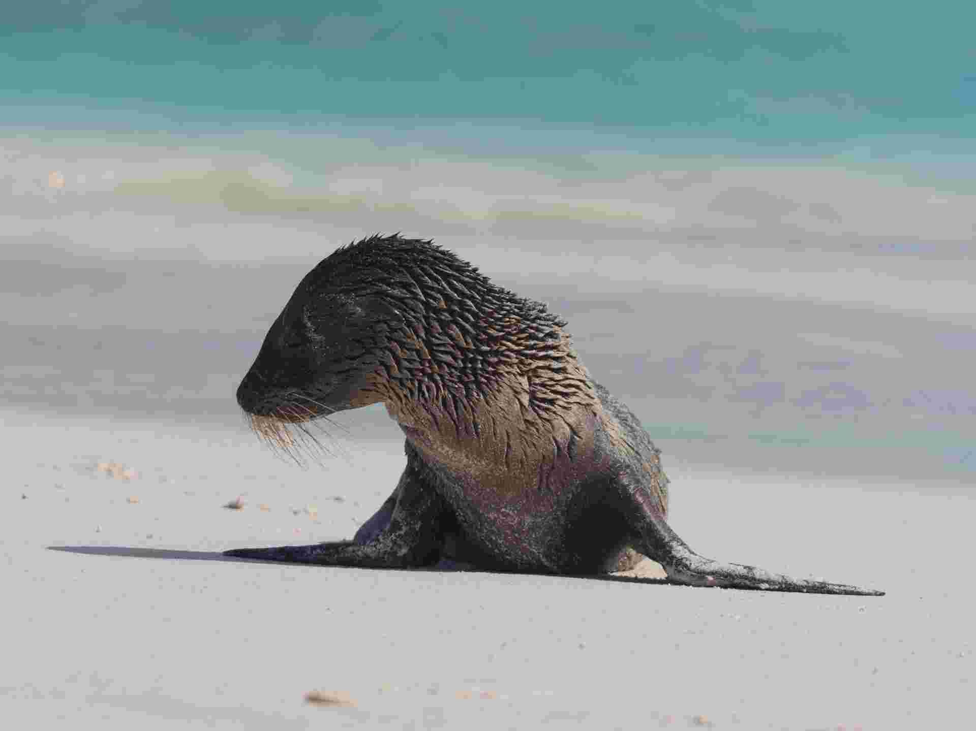 Galapagos Encounters - 7 days