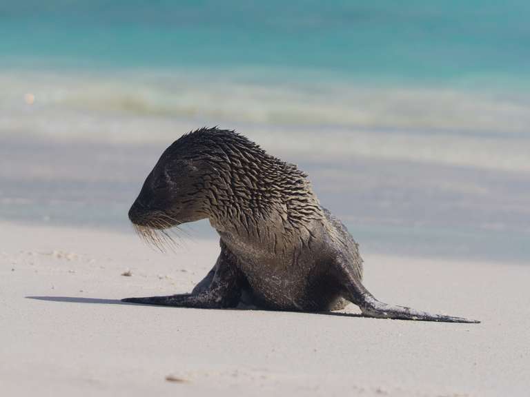 Galapagos Encounters - 7 days trip - alternative tour available