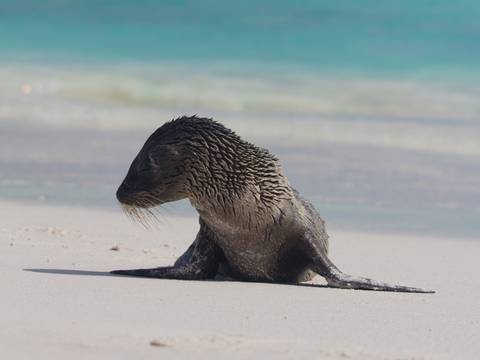 Galapagos Encounters - 7 Days - November 2026