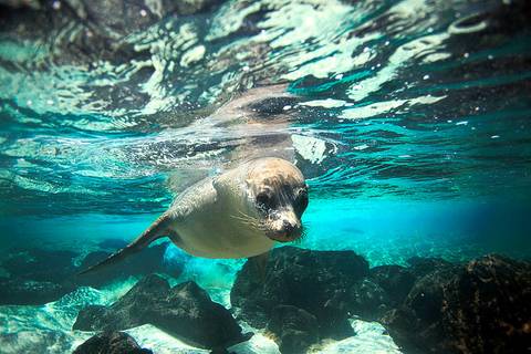 Galapagos Escape - Solaris (itinerary B) - Summer Tours