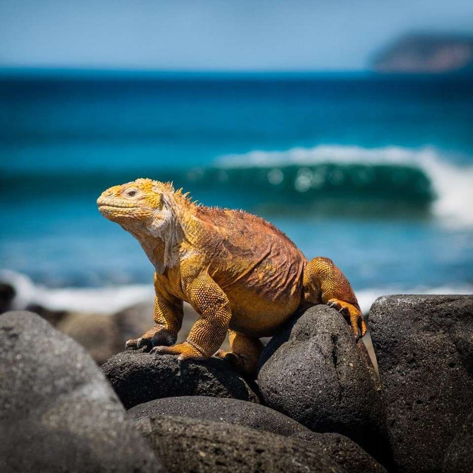 Galapagos Escape - Solaris (Itinerary B) - Exodus Adventure Travels - Ecuador - Image 2