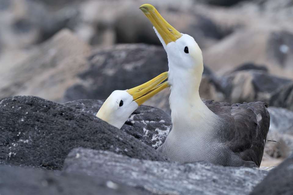 Galapagos Escape - Solaris (Itinerary B) - Exodus Adventure Travels - Ecuador - Image 4