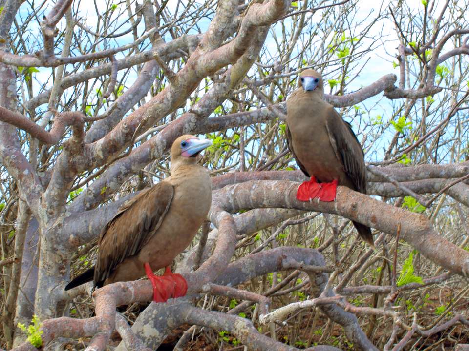 Galapagos Escape - Solaris (Itinerary B) - Exodus Adventure Travels - Ecuador - Image 6
