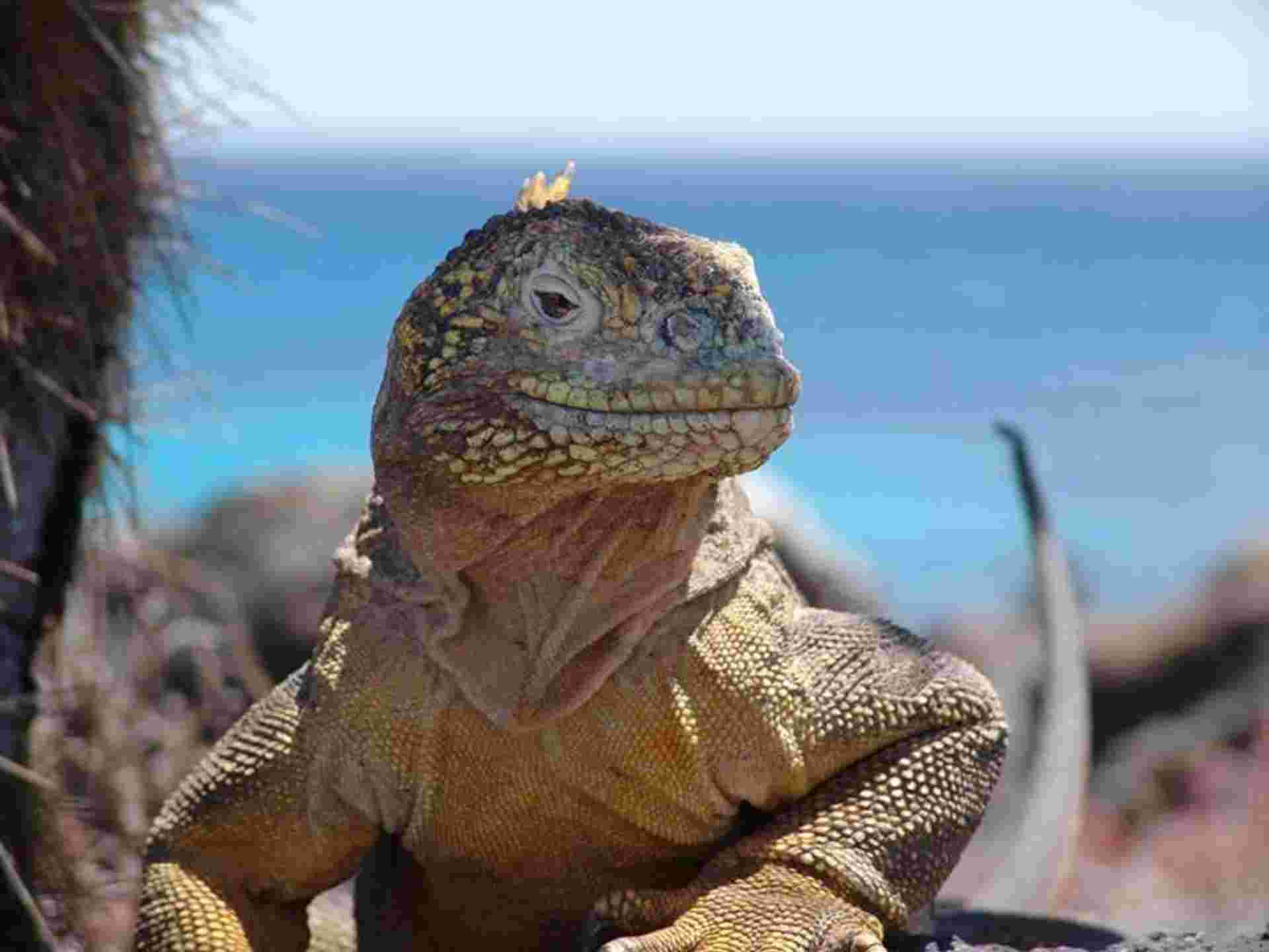 Galapagos Essentials