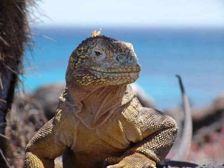 Galapagos Essentials trip - alternative tour available