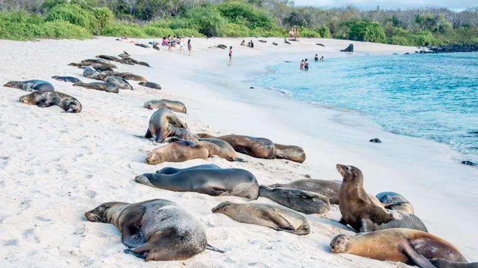 Galapagos Essentials - Encounters Travel - Ecuador - Image 3