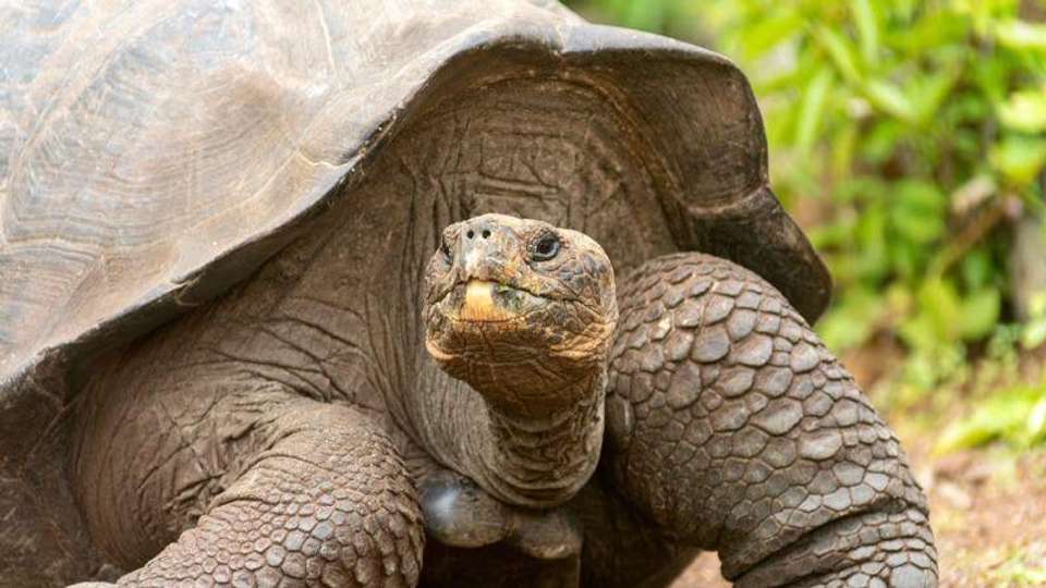 Galapagos Essentials - Encounters Travel - Ecuador - Image 4