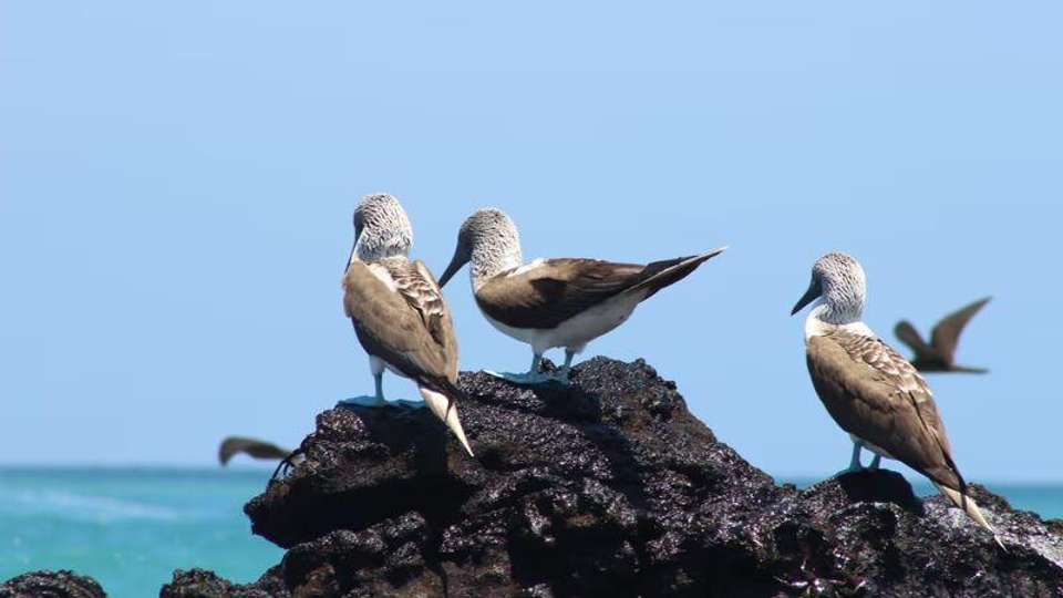 Galapagos Essentials - Encounters Travel - Ecuador - Image 5