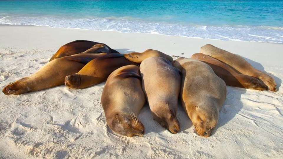 Galapagos Essentials - Encounters Travel - Ecuador - Image 6