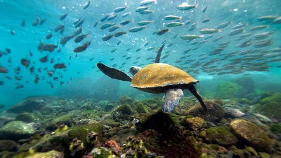 Galapagos Essentials (5 Days) - Oasis Overland - Zimbabwe - Image 2