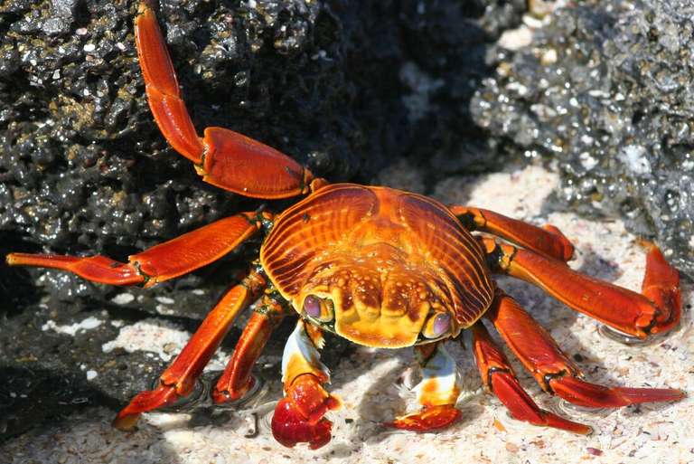 Galapagos Experience - September 2027