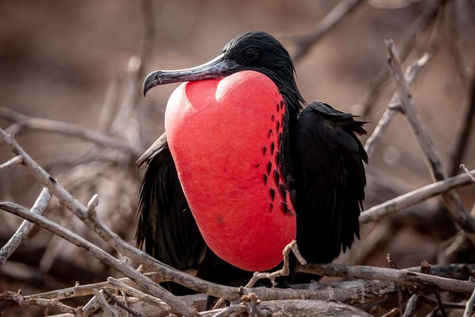 Galapagos Experience - Intrepid Travel - Ecuador