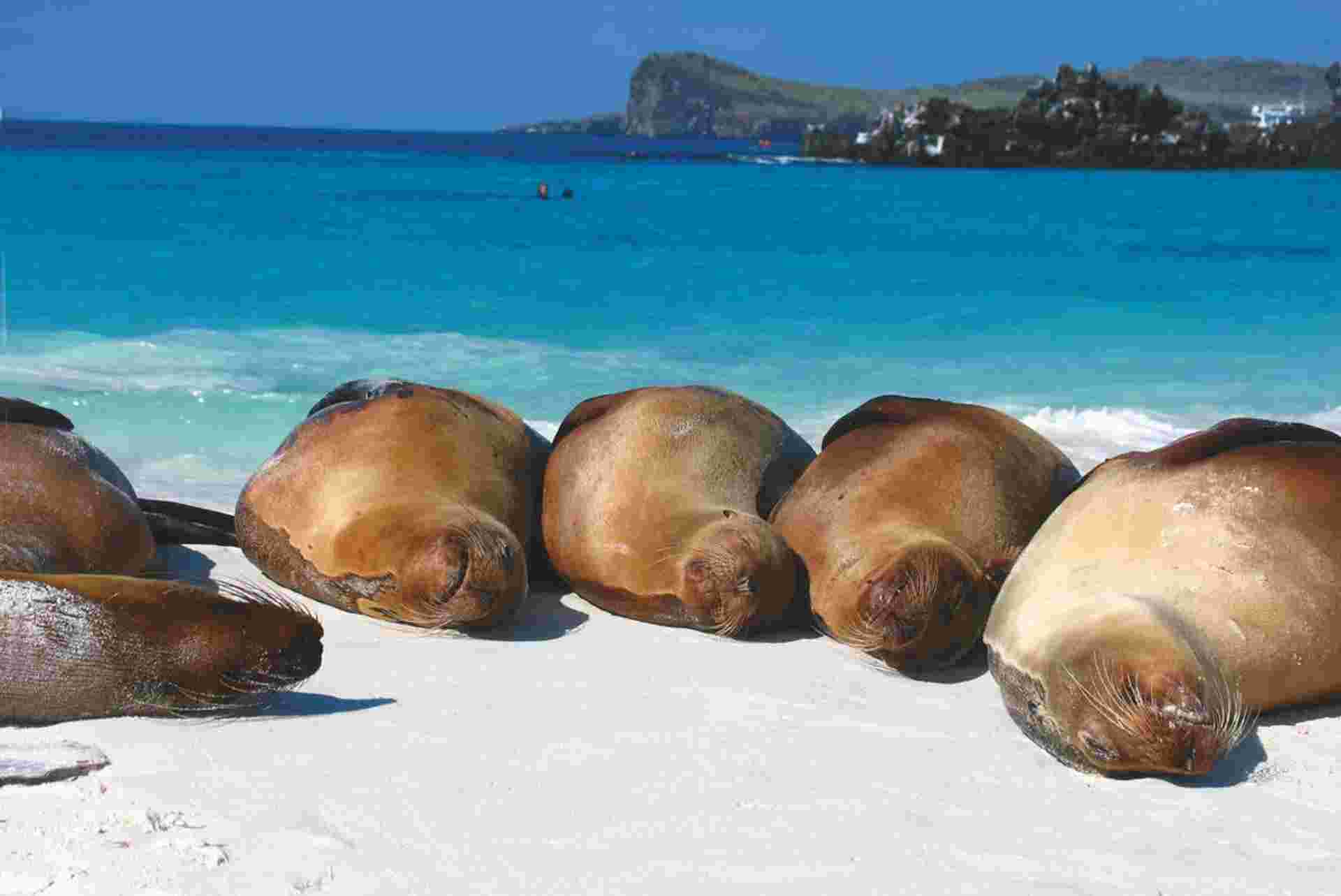 Galapagos Explorer: Southern Islands (Grand Queen Beatriz)