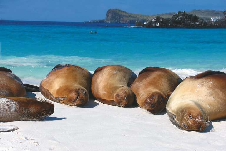 Galapagos Explorer: Southern Islands (Grand Queen Beatriz) trip - alternative tour available