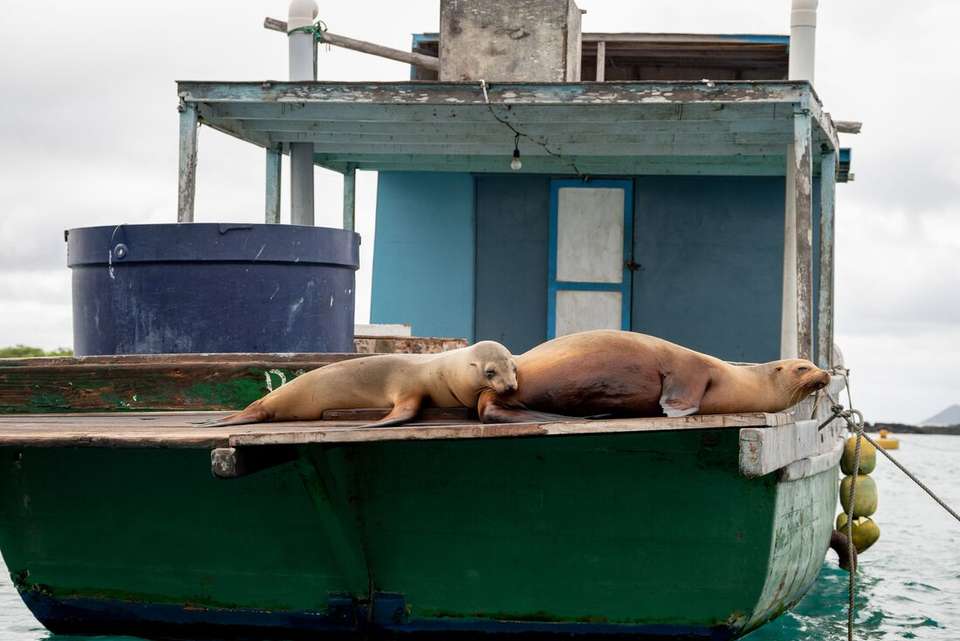 Galapagos Explorer: Southern Islands (Grand Queen Beatriz) - Intrepid Travel - Ecuador - Image 3