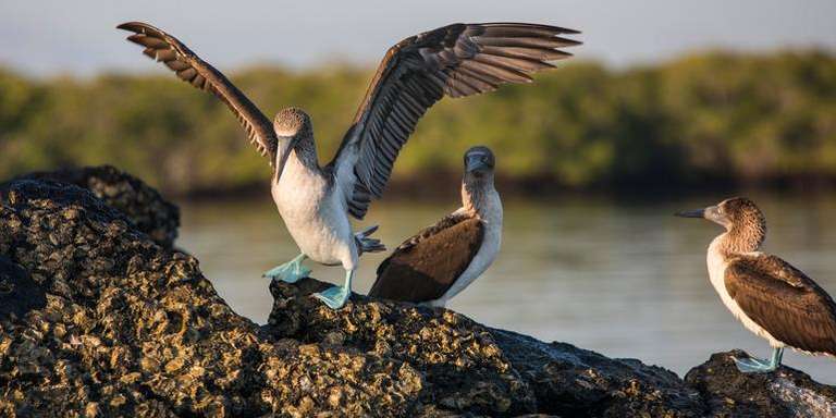 Galápagos Express Adventure: Wilderness & Wildlife trip - alternative tour available